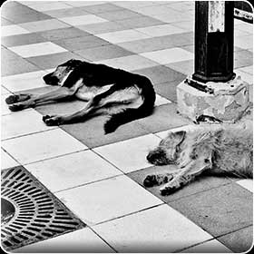 Schlafende Hunde soll man nicht wecken -  griechische Hunde in Korinth