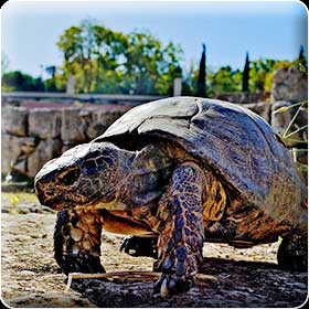 Schildkröte auf antikem Boden