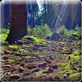 Wald: Moos undTannenzapfen